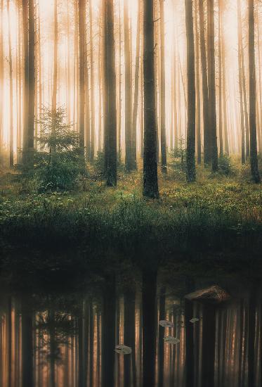 Reflection in the foggy forest