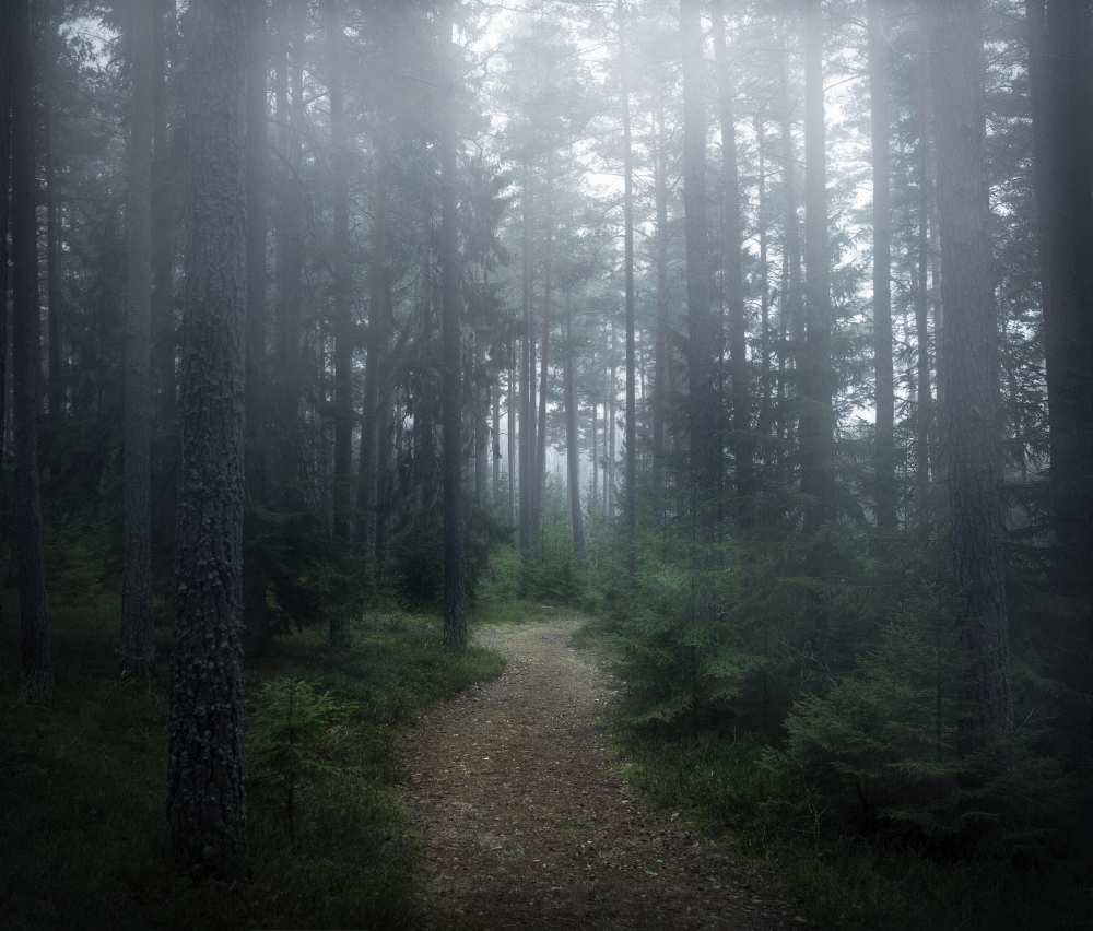 The forest of secrets à Christian Lindsten