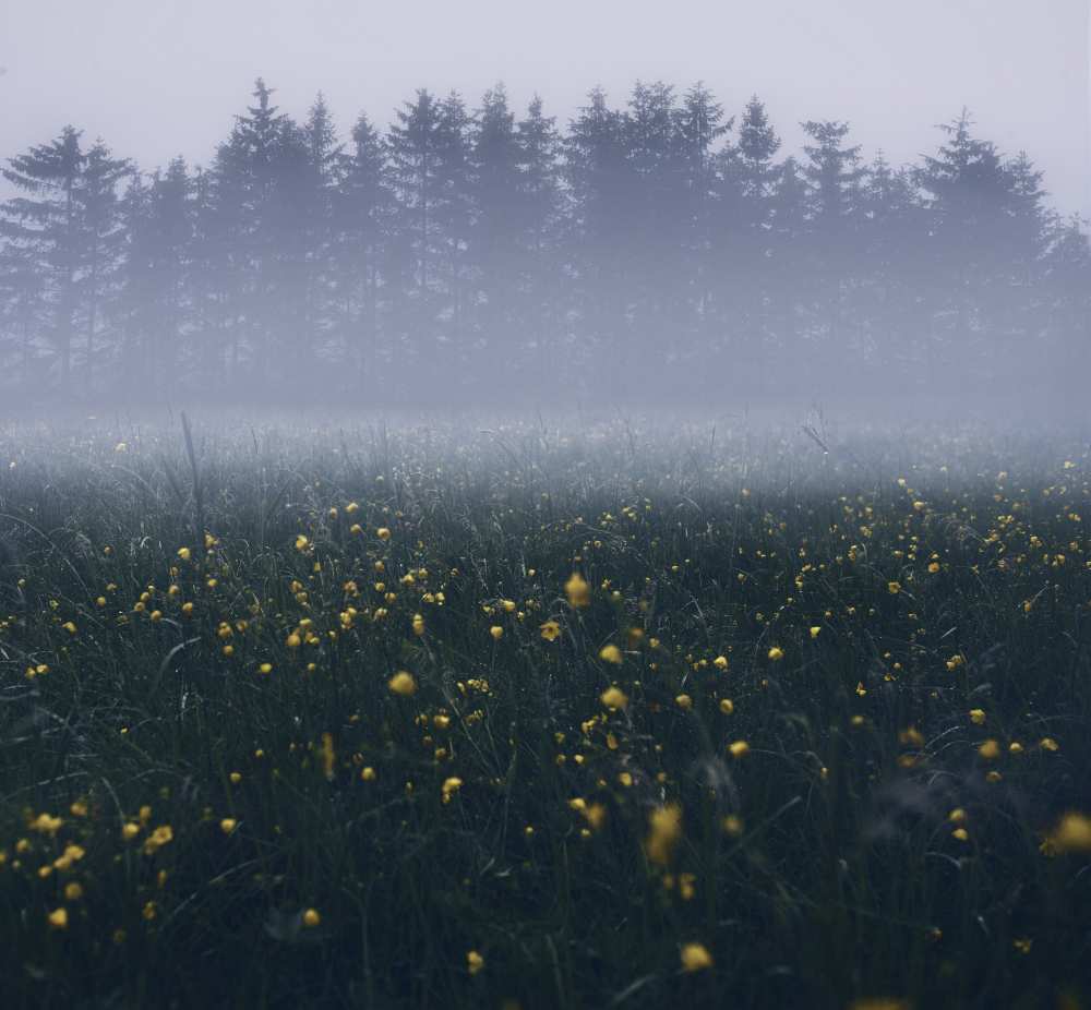 Those foggy mornings à Christian Lindsten