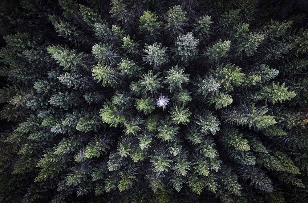 Dead tree surrounded by alive trees, drone photo. à Christian Lindsten