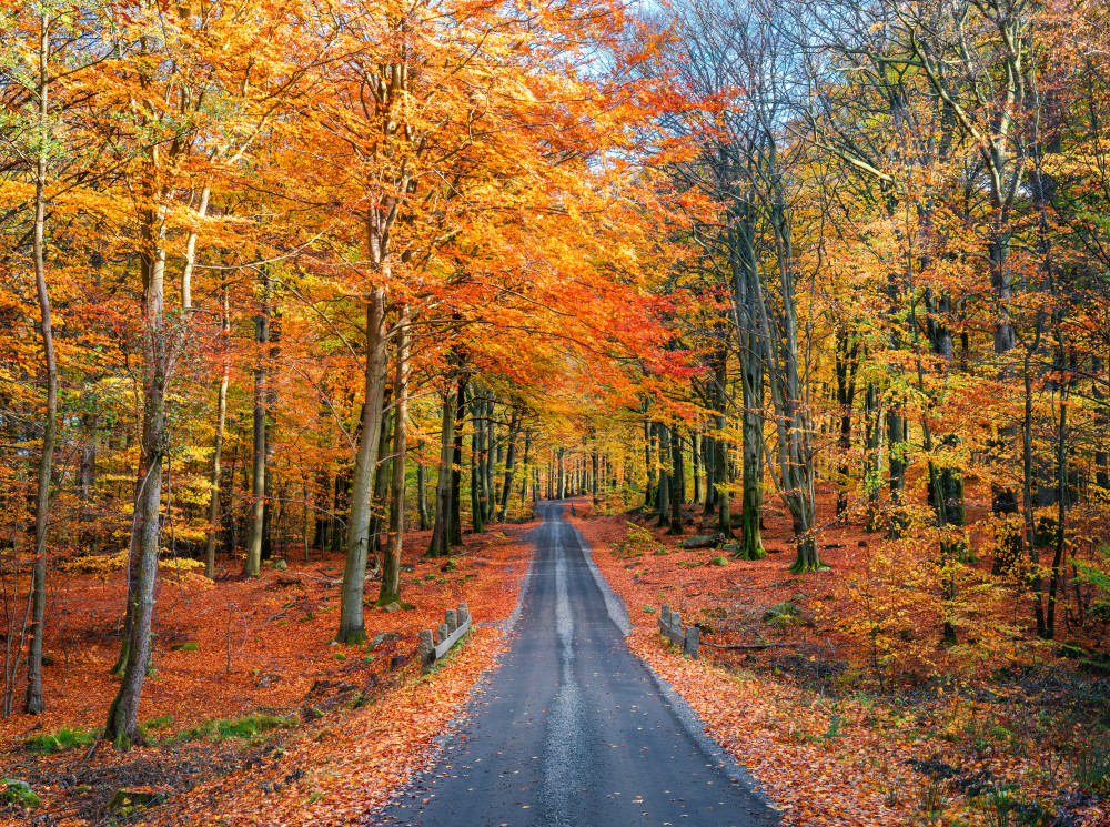 Road into autumn à Christian Lindsten