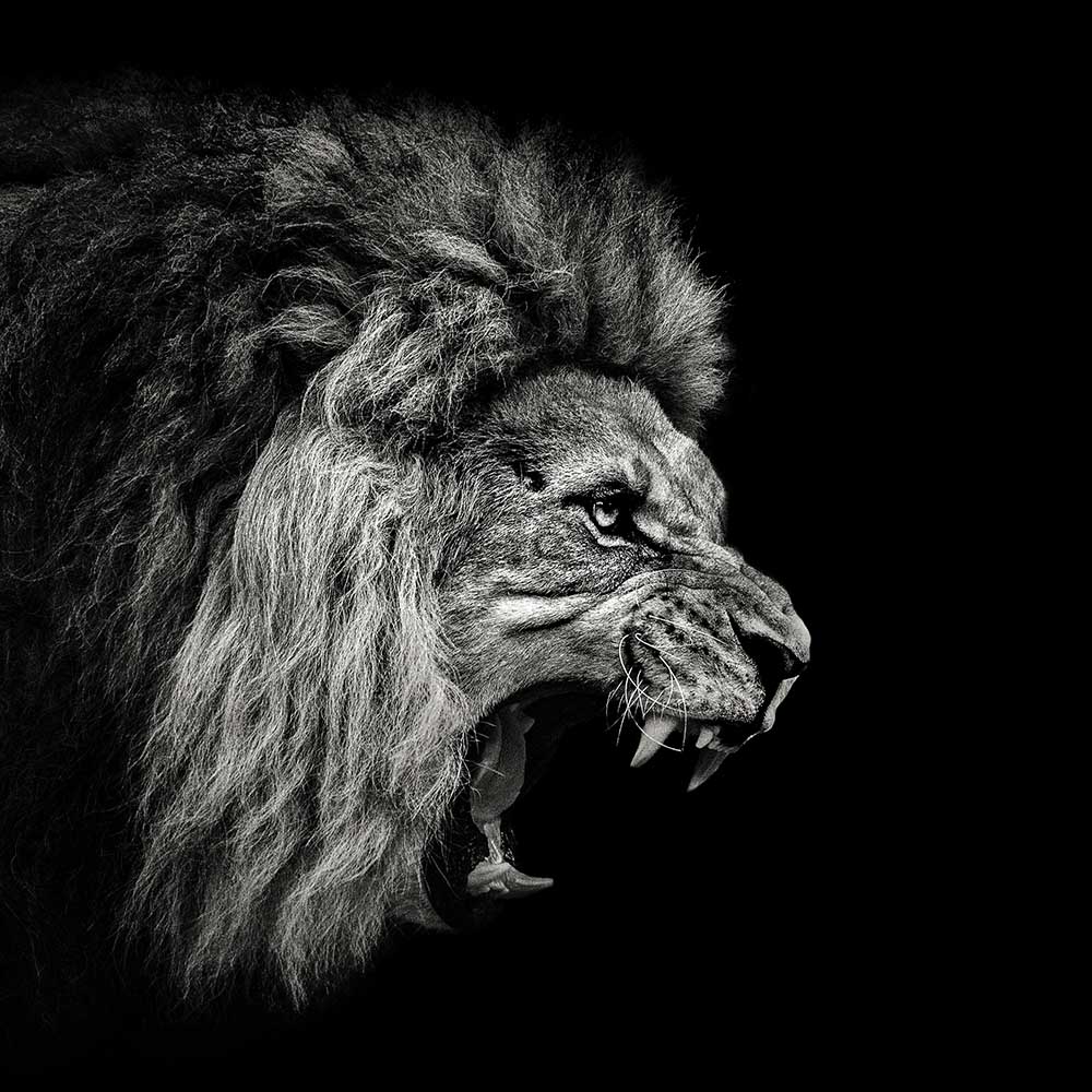 Roaring Lion #2 à Christian Meermann