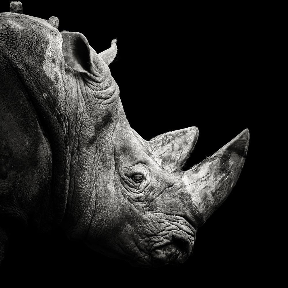 Rhino à Christian Meermann