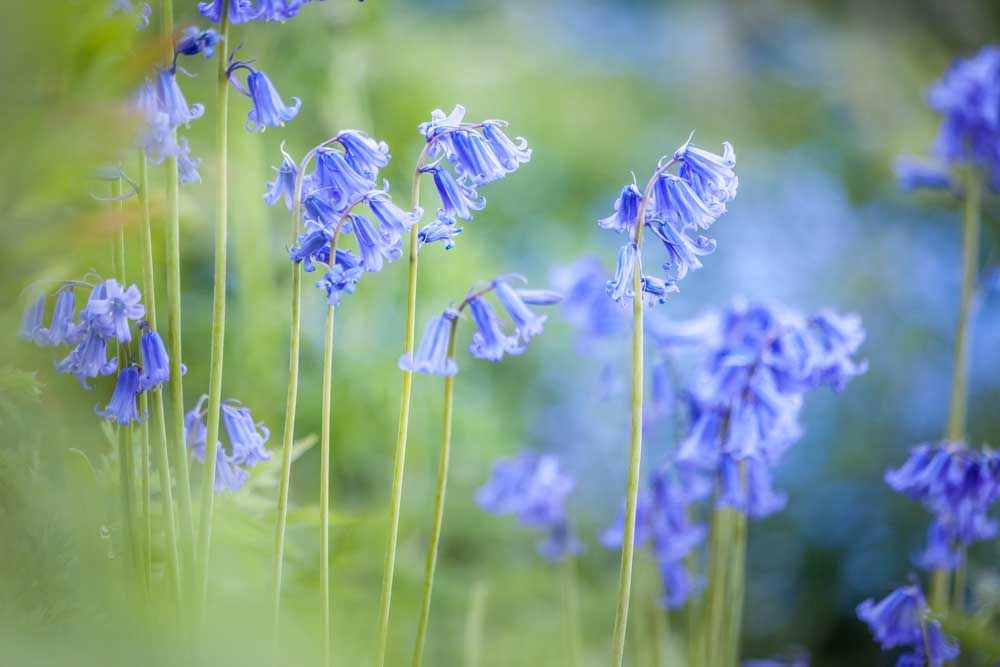 English Bluebells in Woodchester Park, Nympsfield, Gloucestershire à Christian Müringer