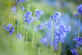 English Bluebells in Woodchester Park, Nympsfield, Gloucestershire