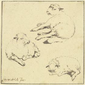 Three resting sheep