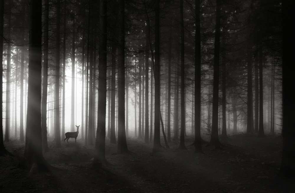 deer`s morning à Christoph Hessel