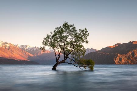 wanaka tree