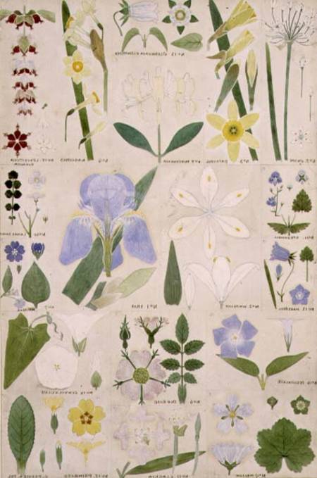 Botanical illustration, original from Owen Jones's (1809-74) `The Grammar of Ornament` à Christopher Dresser