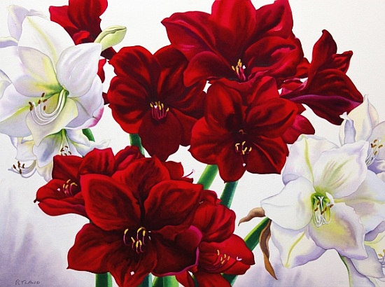 Red and White Amaryllis à Christopher  Ryland