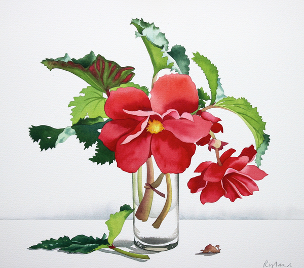 Red Begonia à Christopher  Ryland