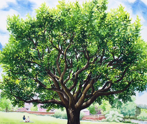 Summer Oak Tree à Christopher  Ryland