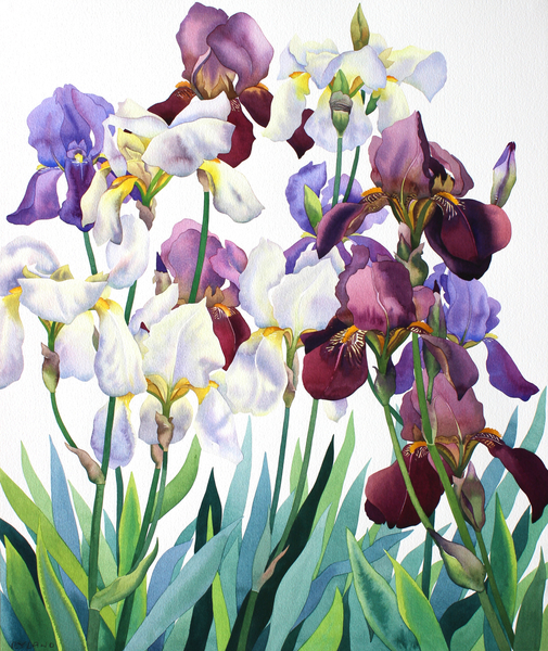 White and Purple Irises à Christopher  Ryland