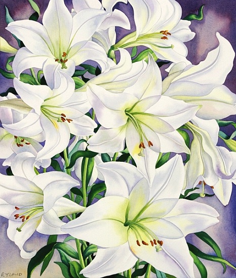 White Lilies à Christopher  Ryland