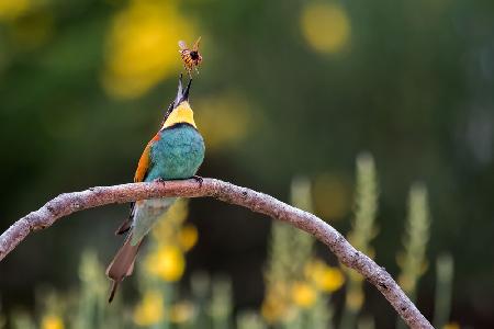 The bee-eater and the bee