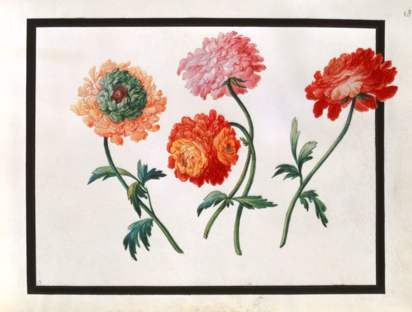 Chrysanthemums à Claude Aubriet