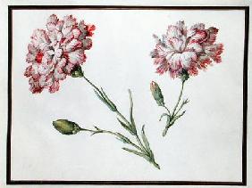 Carnations