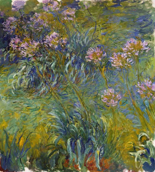 Agapanthus à Claude Monet