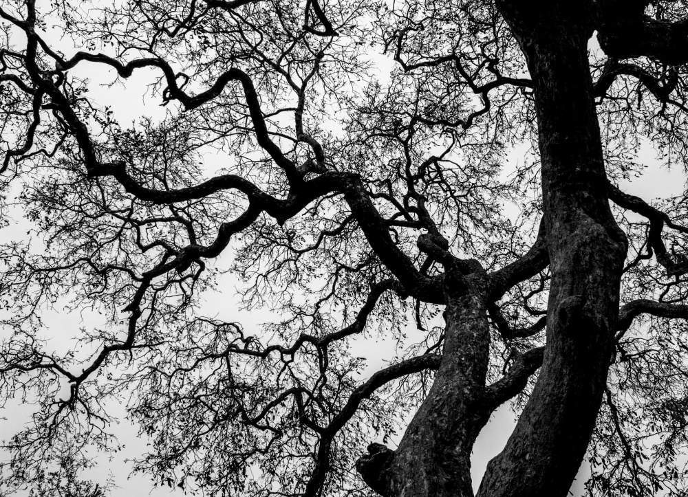 Abstract Tree Branches à Claudi Lourens