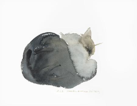 Sleeping cat