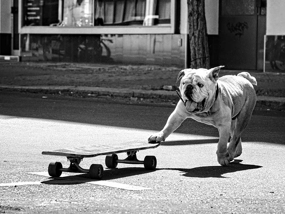 ... dogs just want to have fun ... à Claudia Leverentz