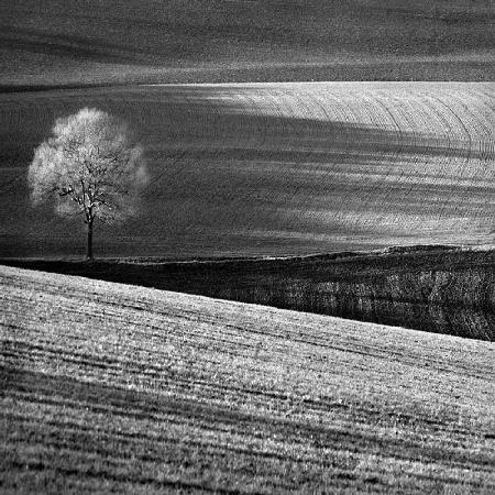 Fields and Tree
