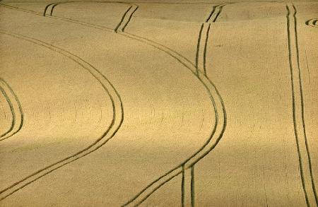 Wheat Field, Wiltshire