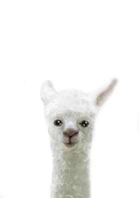 Llama