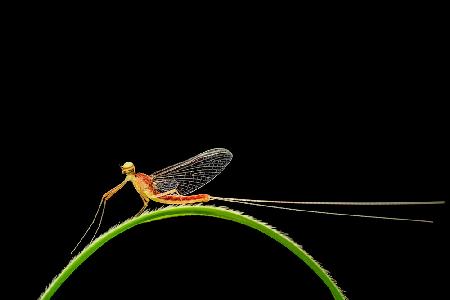 In the rainbow on the mayfly.