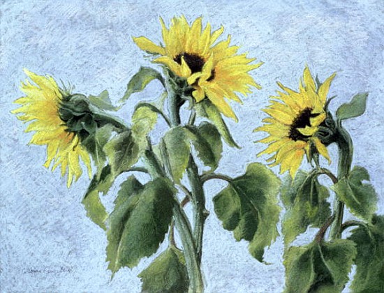 Sunflowers, 1996 (pastel)  à Cristiana  Angelini