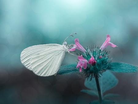 Lady in white