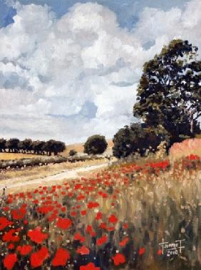 Wild Poppies, Hertfordshire