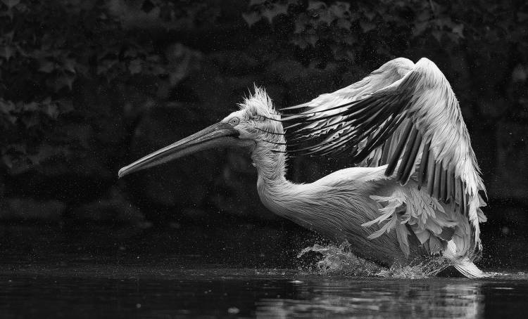 Folded wings à C.S. Tjandra