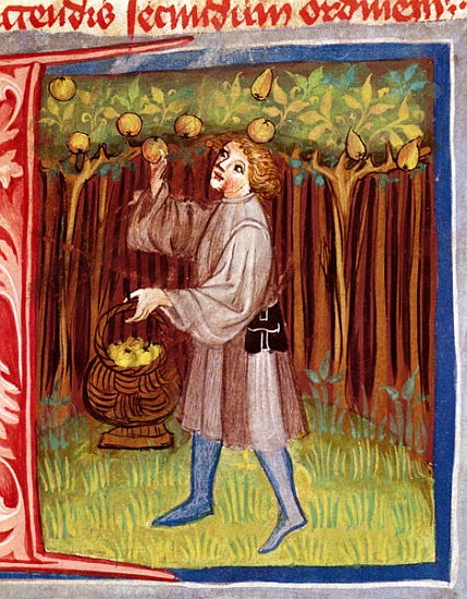 Picking fruit, from ''Opus Ruralium Commodorum'' Pietro Crescenzi (1230-1321) à École tchèque
