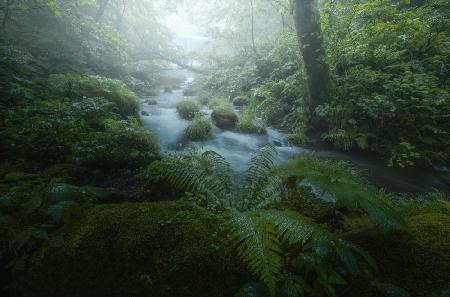 Fresh green waterside