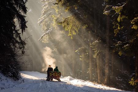 Into the forest