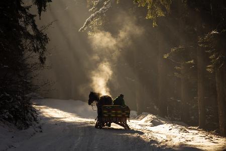 Into the forest