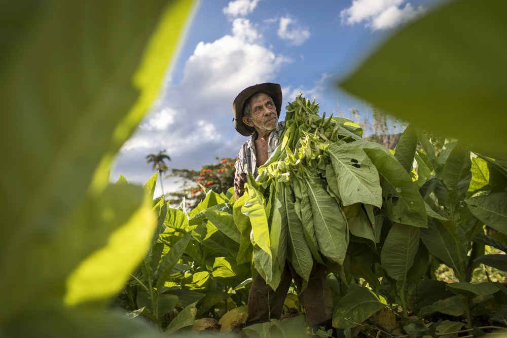 Tobacco harvesting - Vinales, Cuba à Dan Mirica