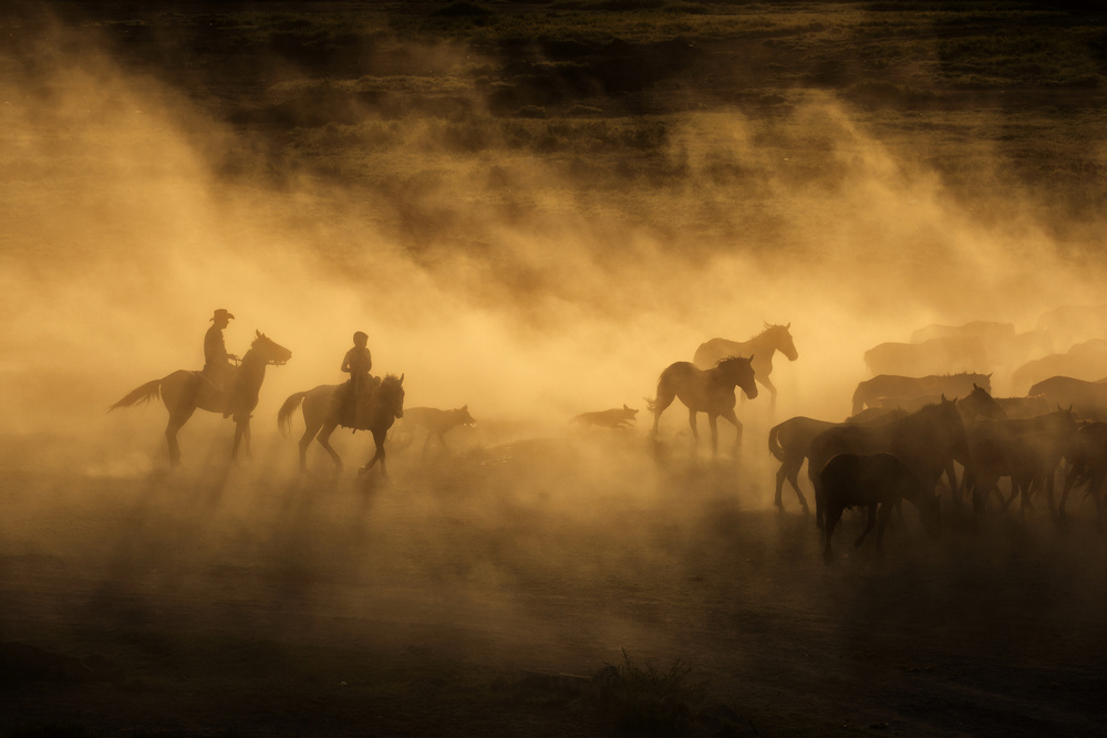 Wild horses of Cappadocia à Dan Mirica