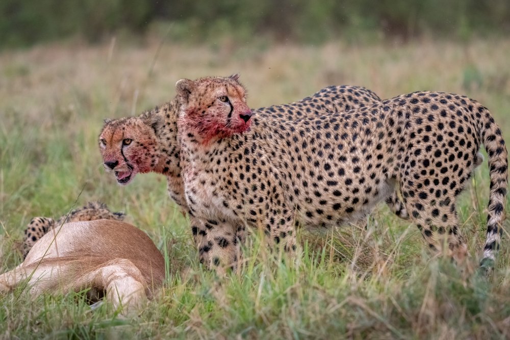 The Cheetahs Feast à Daniel Katz
