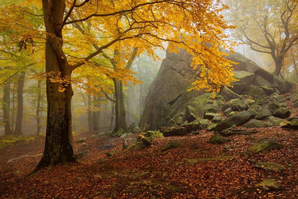 Autumn forest à Daniel Rericha