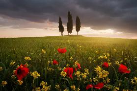 Blooming Tuscany