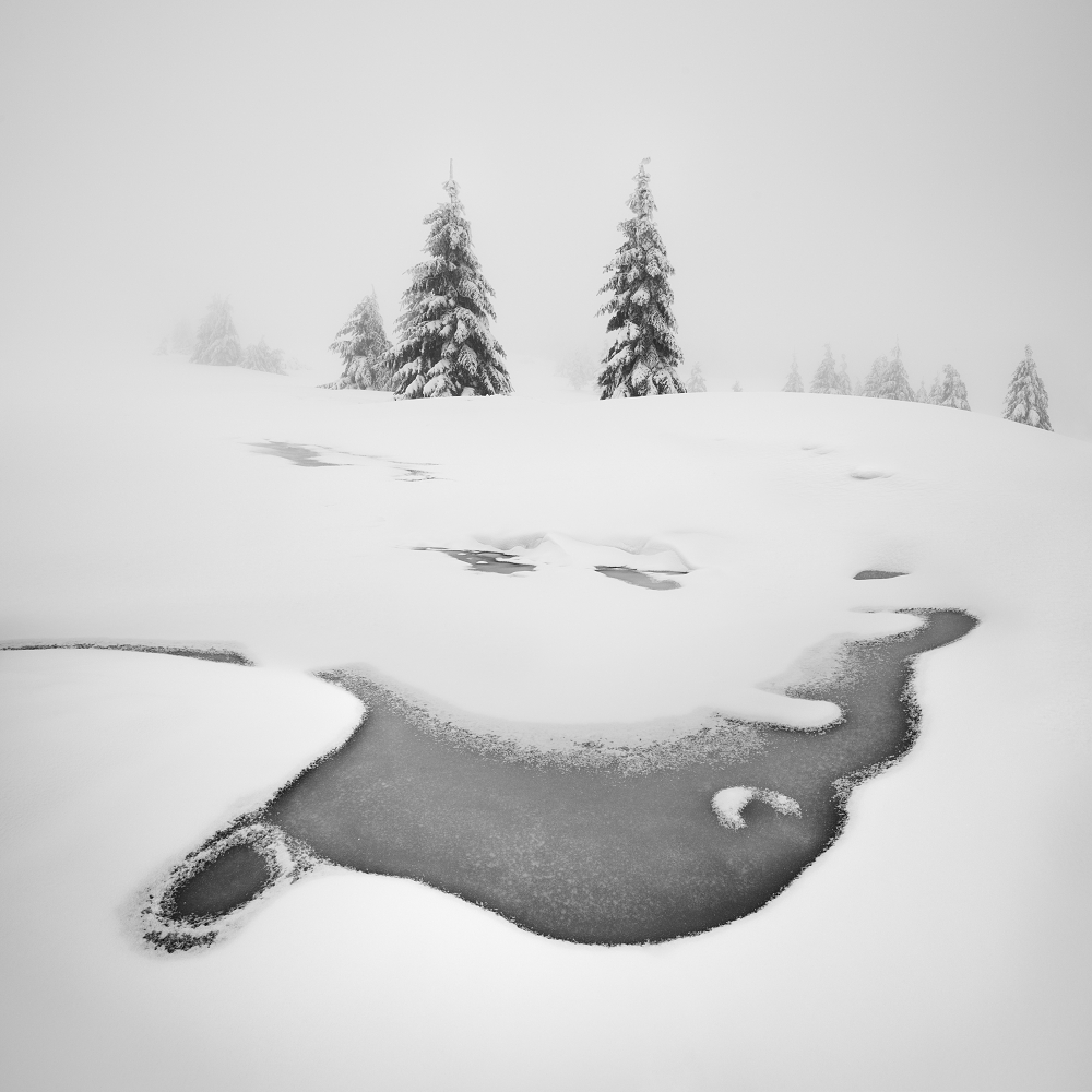 Frozen swamps à Daniel Rericha