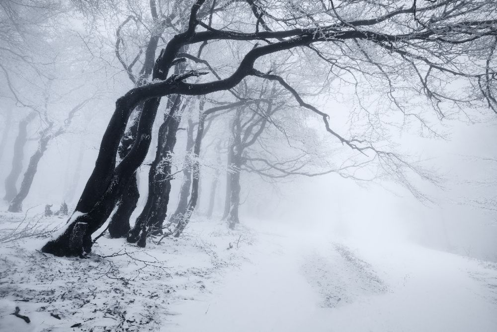 In the winter forest à Daniel Rericha