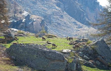 Stambecchi in ambiente montano