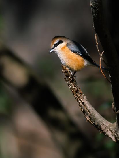 Bull-headed shrike