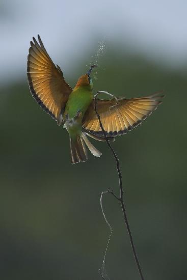 Bee-eater