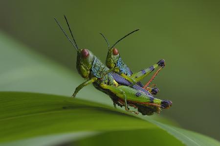 Grasshopper