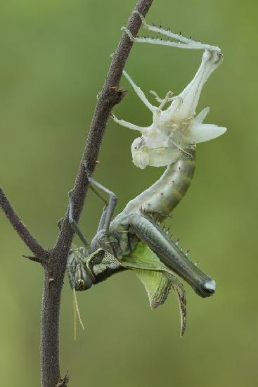 Grasshopper molting