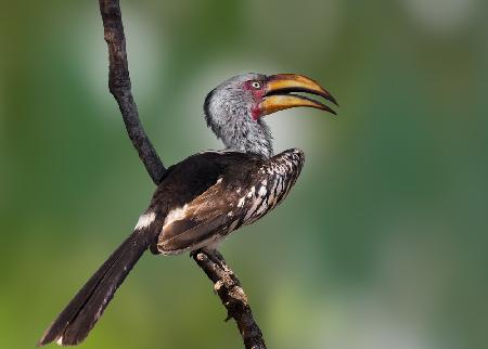 Yellow-Billed Hornbill